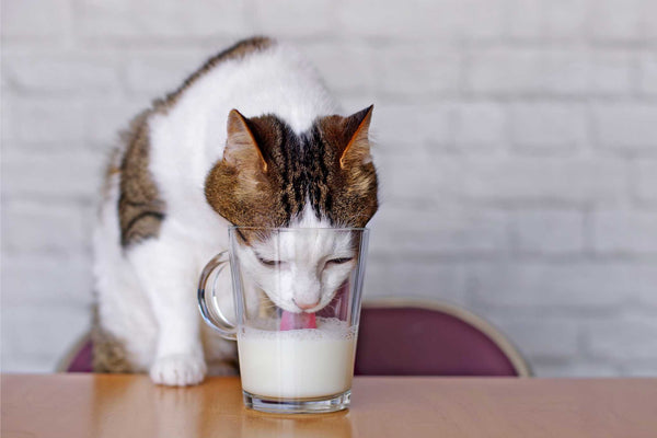Can My Cat Drink Milk?