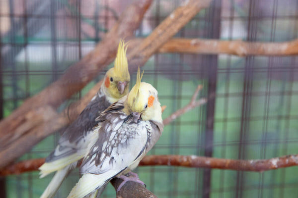 Two parrots perched on a branch inside a caged enclosure. The bird closest to the camera is feather plucking, while the second bird looks at it from behind.