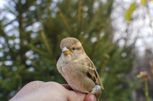 A small bird with brown and white feathers and a yellow beak perched on a person’s hand. The image is a photo realistic rendering of a sparrow in a natural setting. The background is a blurred image of trees and foliage.