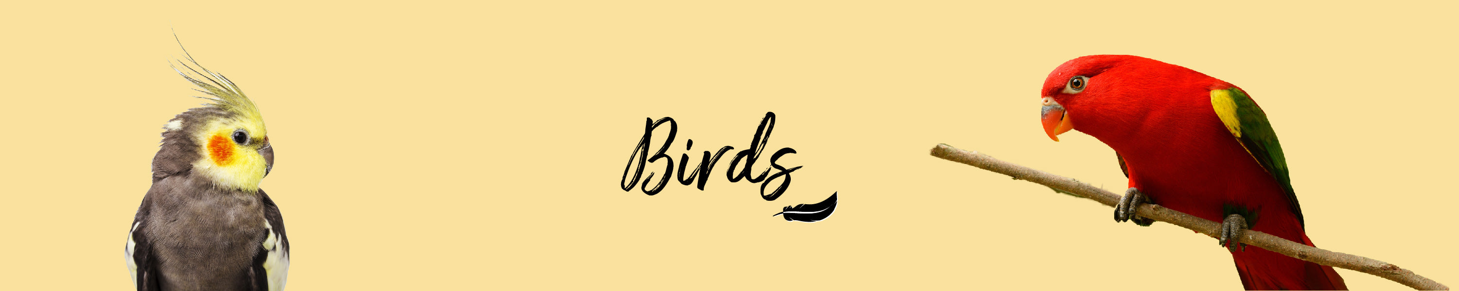 Birds Orange Pet Nutrition