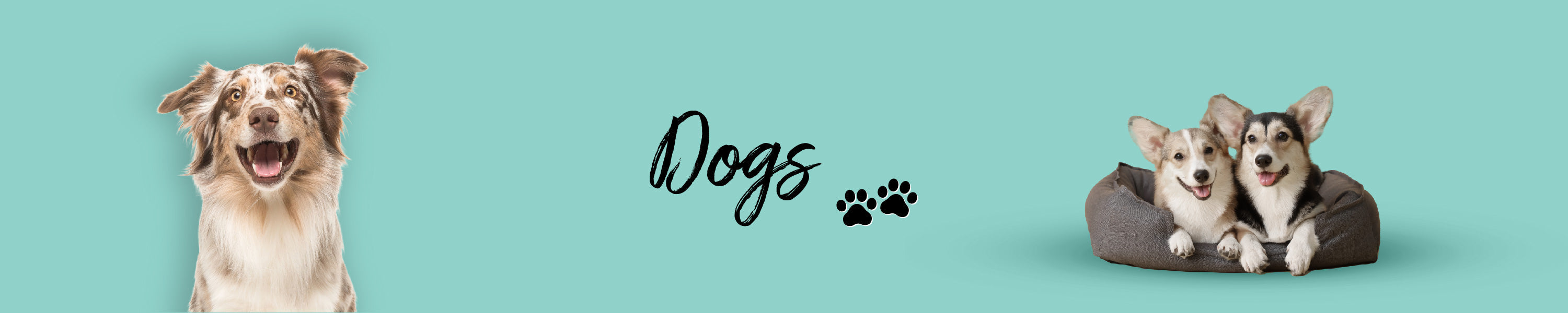 Dogs Orange Pet Nutrition