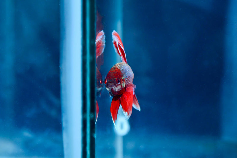 The Science Behind Flaked Fish Food