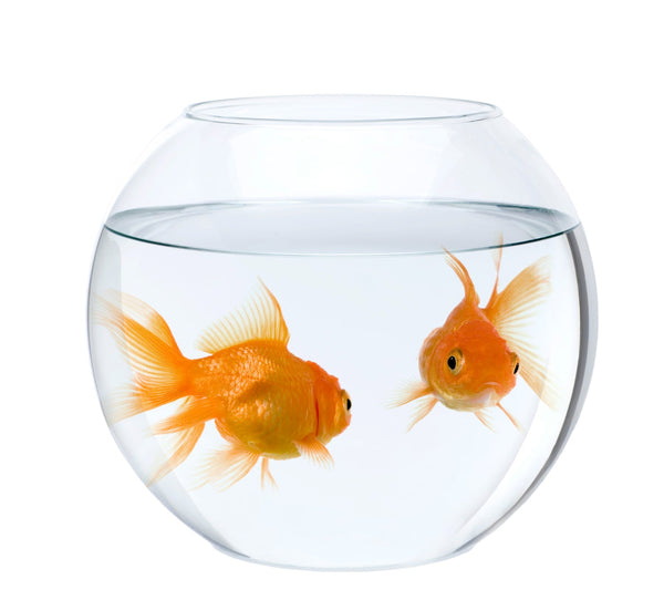 Why fish bowls are harmful