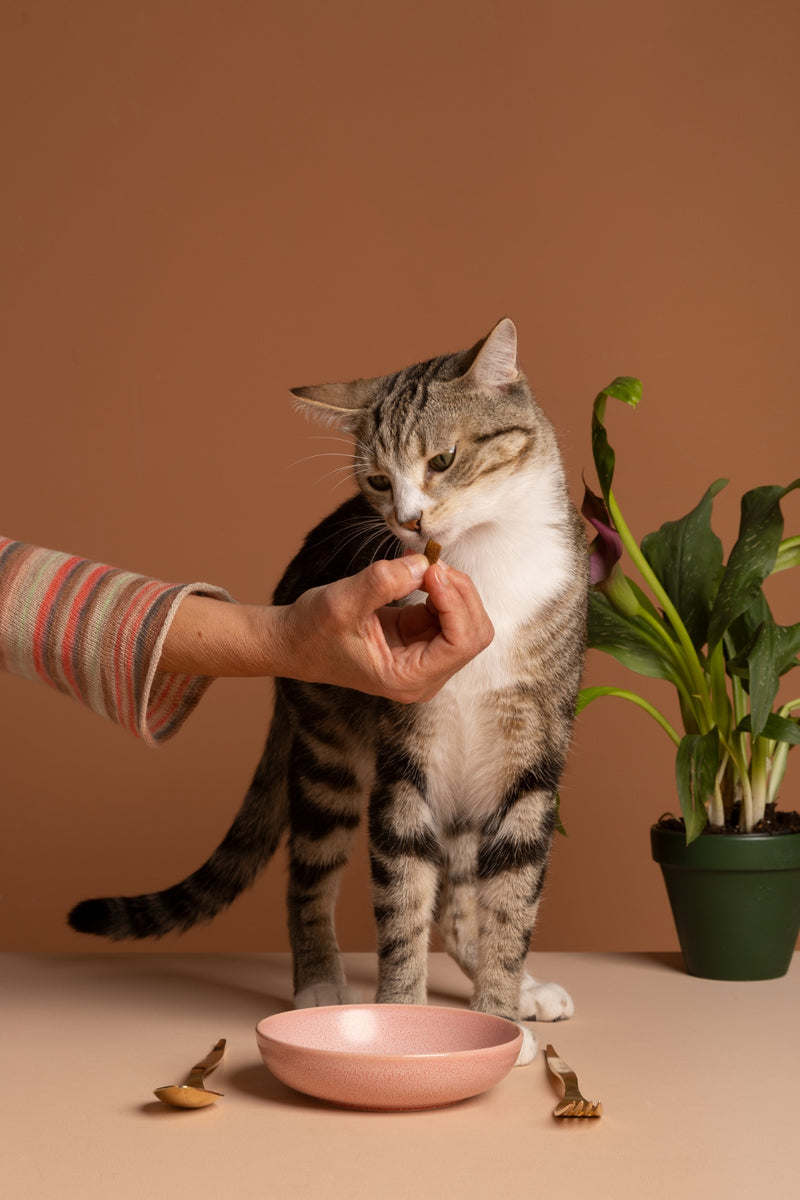 Cat Es-Sense