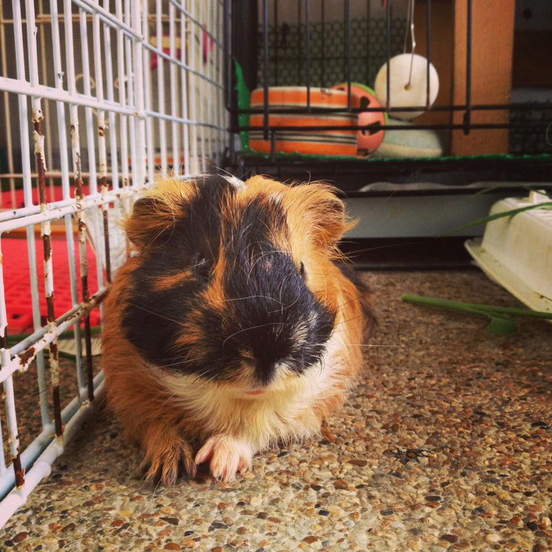 5 Tips for Keeping Your Small Mammal’s Hutch or Cage Clean and Germ-Free