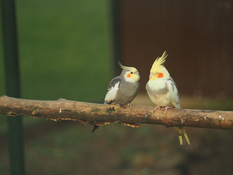 Top 5 Natural Perch Choices Available in India