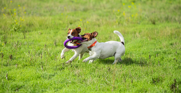 10 Fun Games to Play with Your Dog this Summer Cover Image