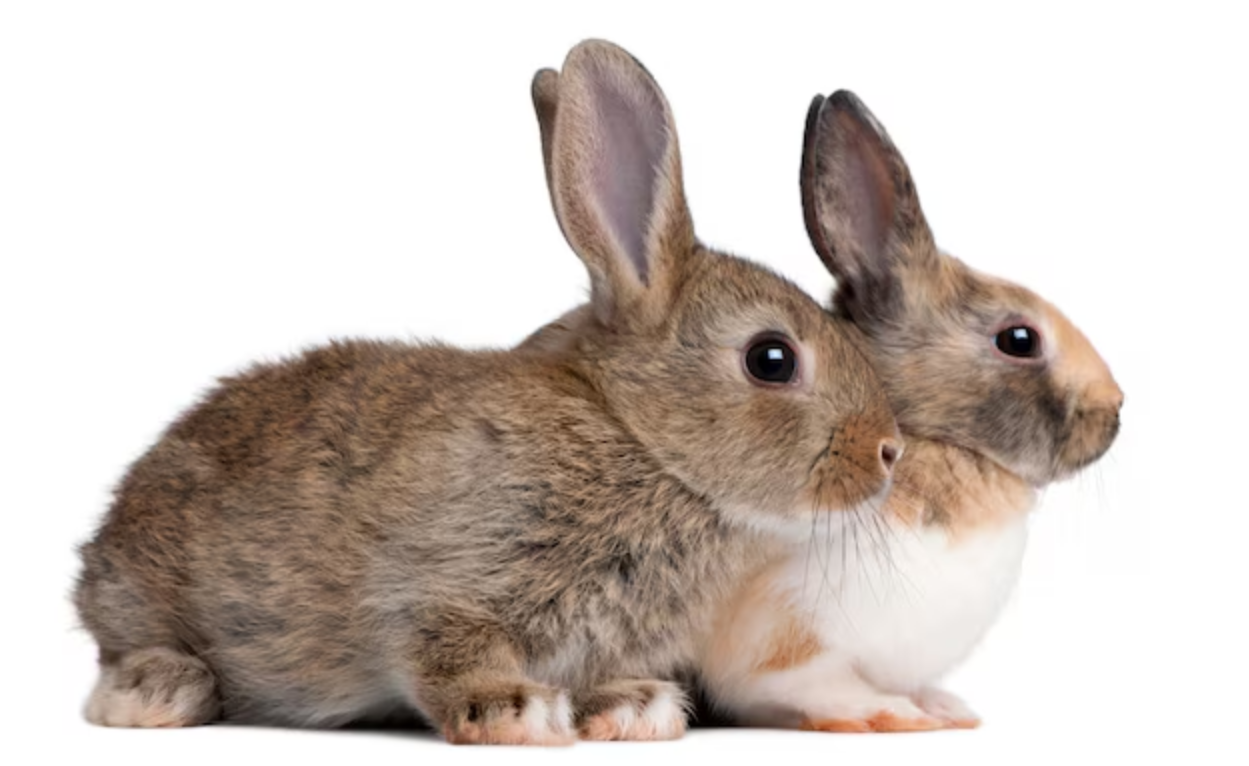 Teaching Children to Care for Rabbits: A Guide for International Rabbi
