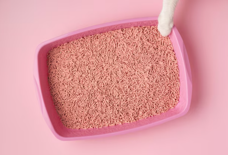 Understanding Litter Box Issues in Cats