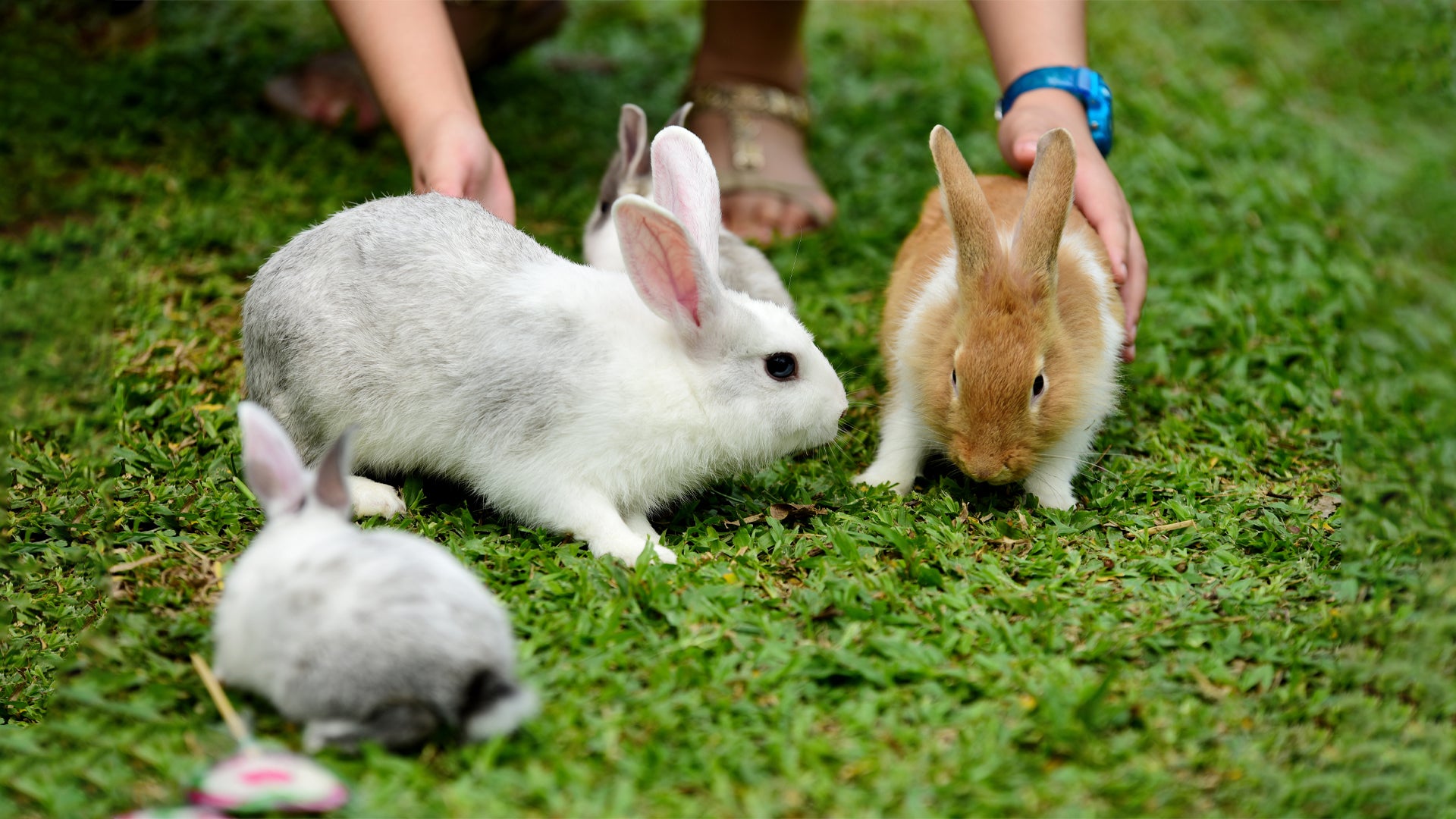Understanding and Addressing Stress in Rabbits