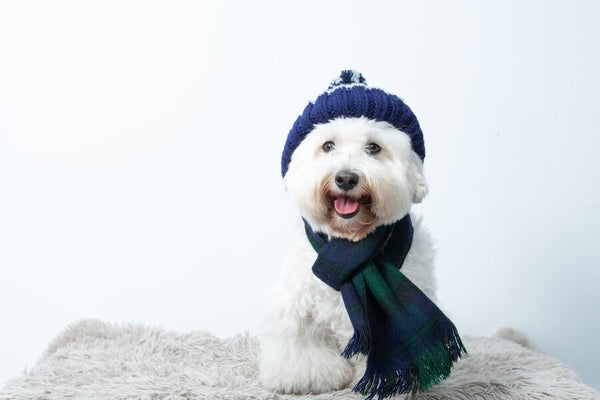 A white dog wearing a blue and white knit hat and a green scarf sitting on a white furry rug