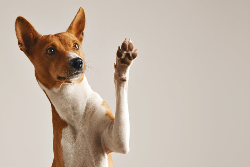 A closeup photo of white and brown dog with its paw up