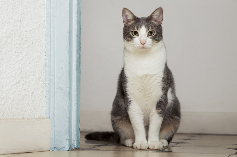 A gray kitten with blue eyes lying on a brown couch with a blurred background