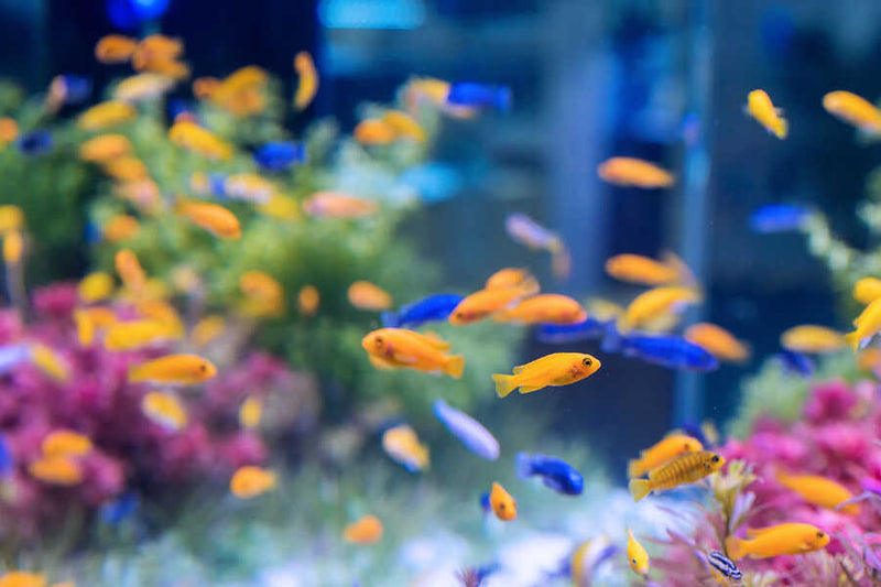 A Guide to Setting Up a Freshwater Aquarium