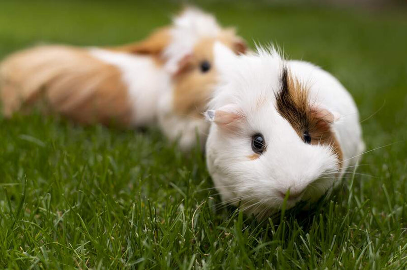 7 Steps to Creating a Strong Bond With Your Guinea Pig