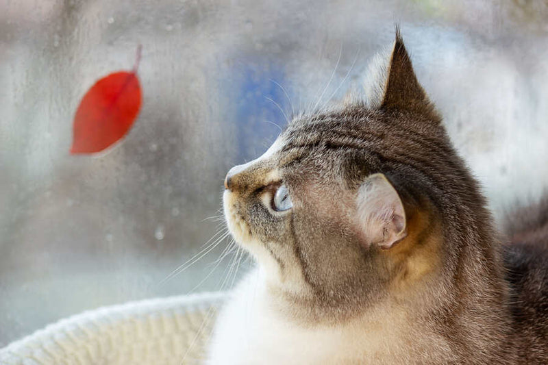 a greyish cat looking at the rain from a window, which has an autumn leaf stuck on it