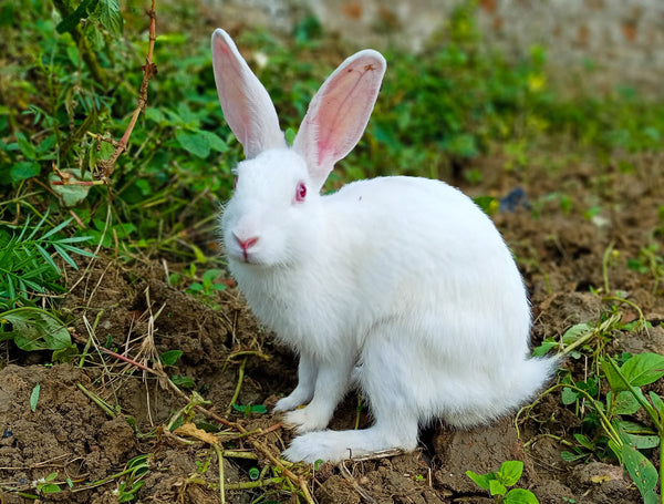 How Long Do Pet Rabbits Live?