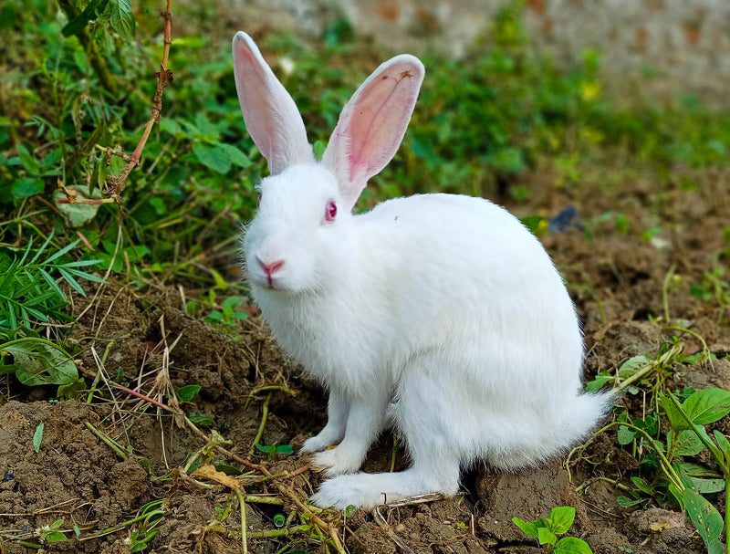 How Long Do Pet Rabbits Live?