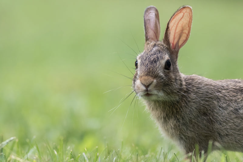 9 Practical Summer Care Tips for Rabbits