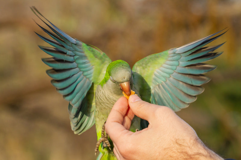 5 Parrot Diet Nutrition Essentials That You CAN'T Neglect