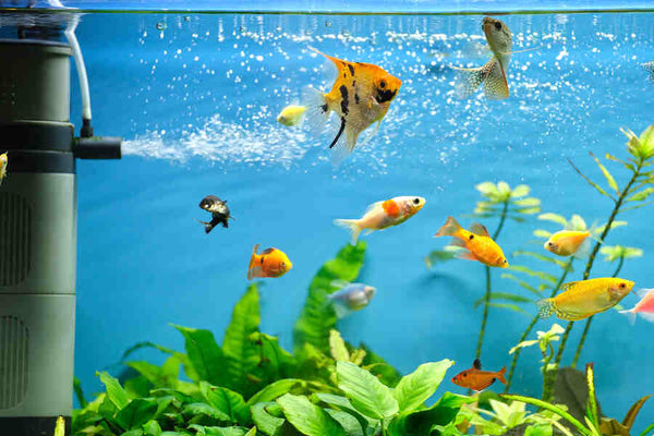 A Guide to Maintaining Proper Water Conditions for Your Aquatic Pets