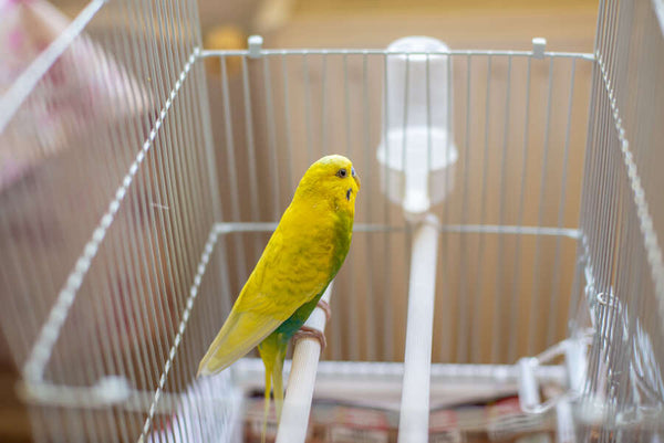 How to Create an Ideal Budgie Home