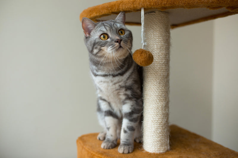 7 Ways To Keep Your Cat Entertained Indoors During the Summer