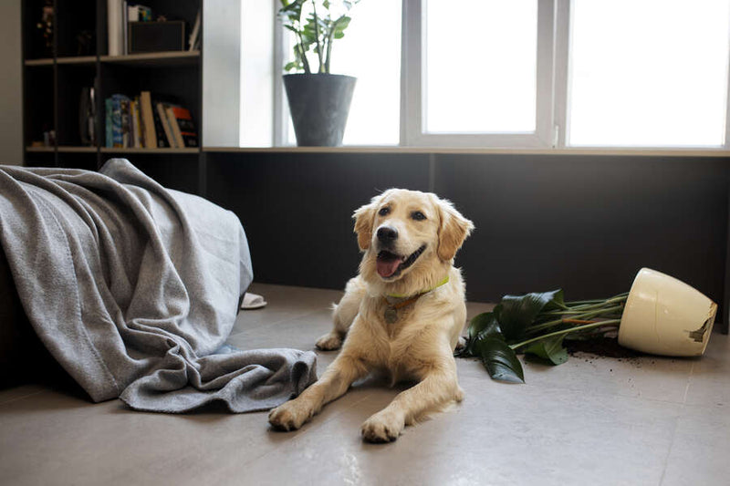 A cute golden retriever puppy lying on a grey tiled floor in a living room with a grey sofa after making a mess. A white flower pot and a blanket are strewn across the floor..
