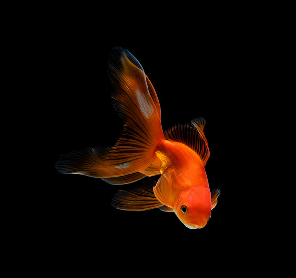 Do Goldfish Really Have a 3-Second Memory?