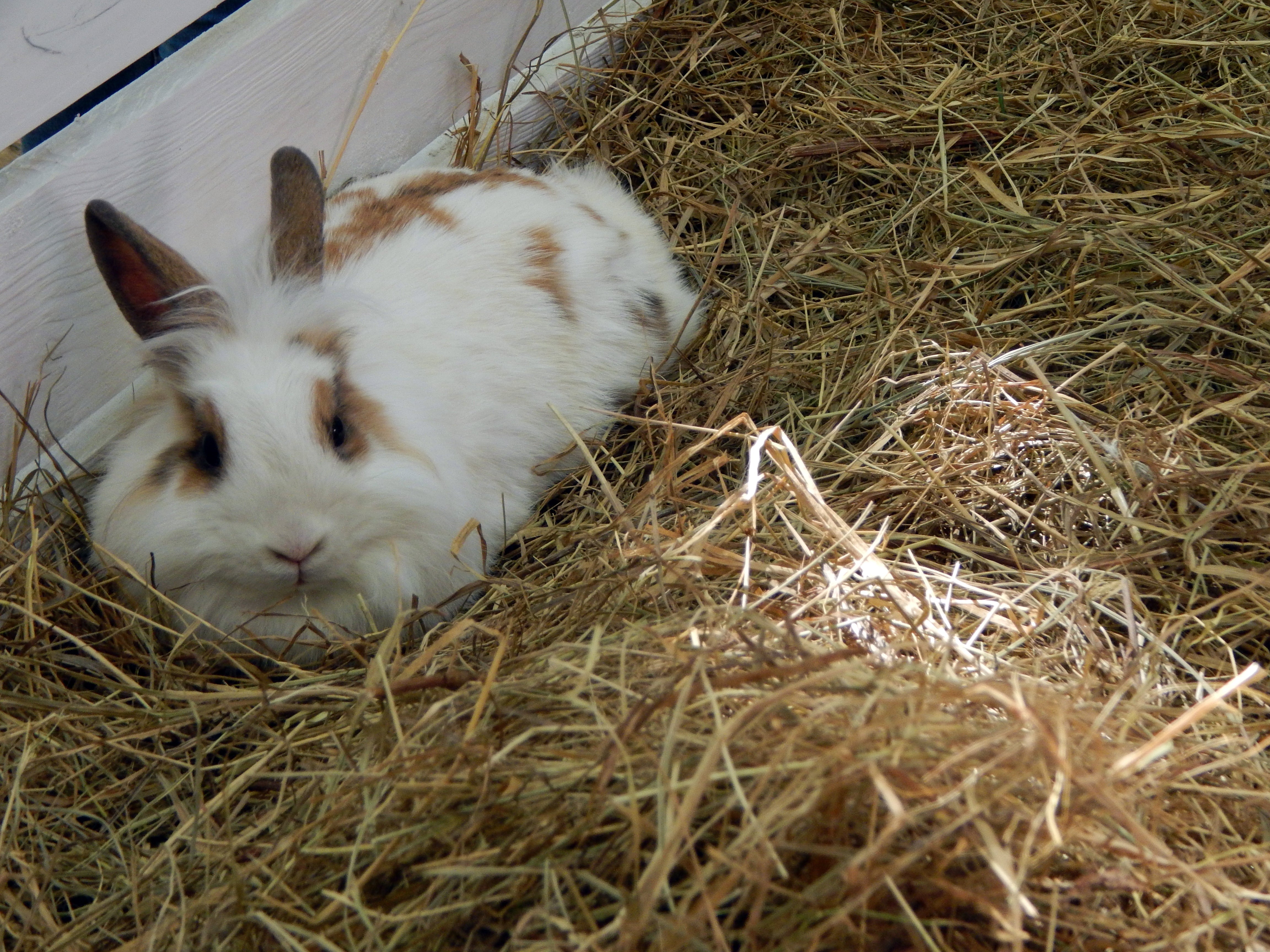 How Should I Store My Pet's Hay?