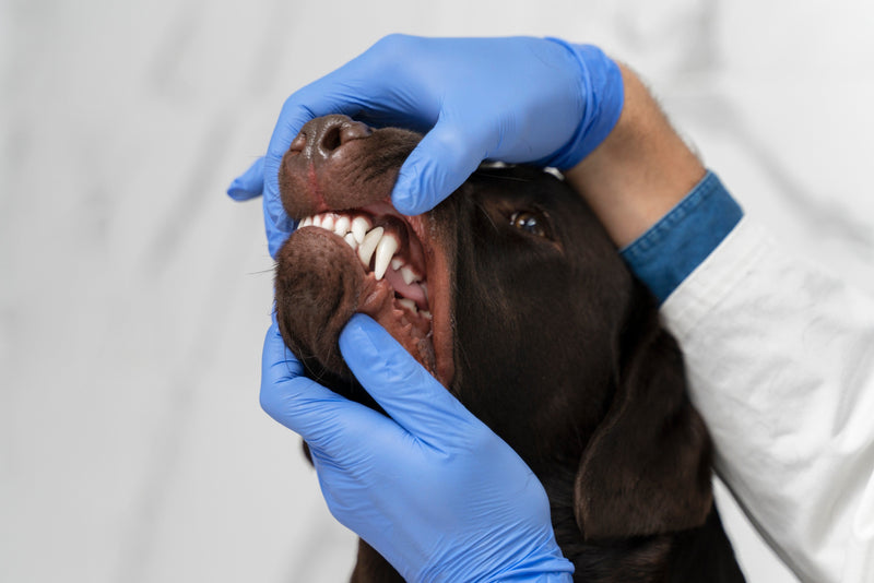 Does Your Pet Hate Brushing? Try These Easy Dental Care Alternatives