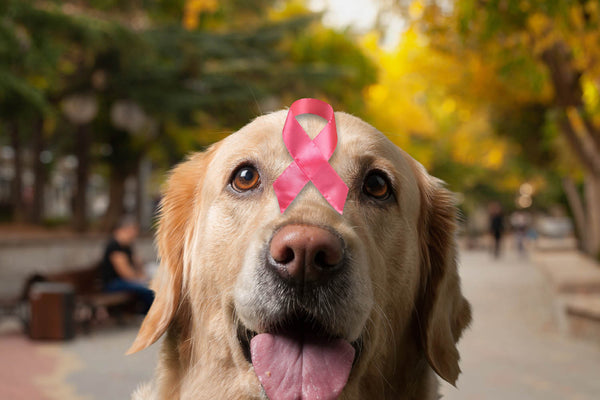 Supporting Your Canine Through Cancer