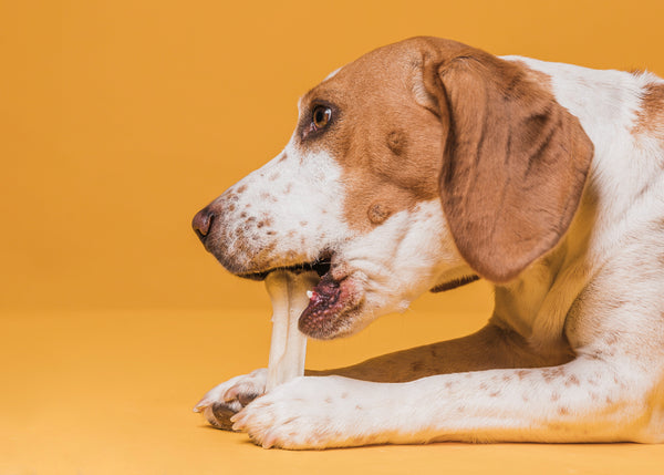 Best Bone Alternatives for Dogs That Are Safe and Healthy
