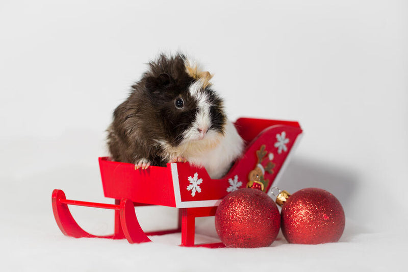 Safe and Festive Treat Ideas For Your Guinea Pig This Holiday Season
