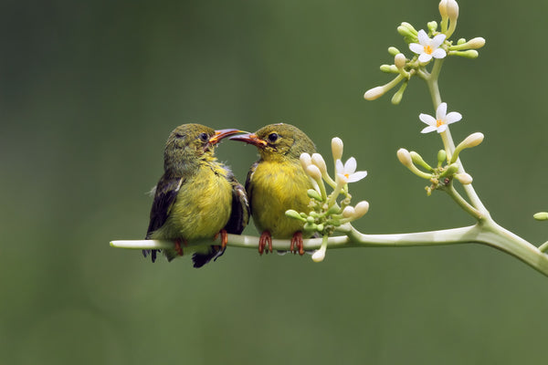 Dance of Love: Exploring Bird Courtship Rituals