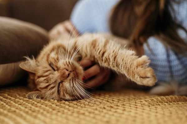 A cat sleeping on a person’s lap with a beige blanket in the background.