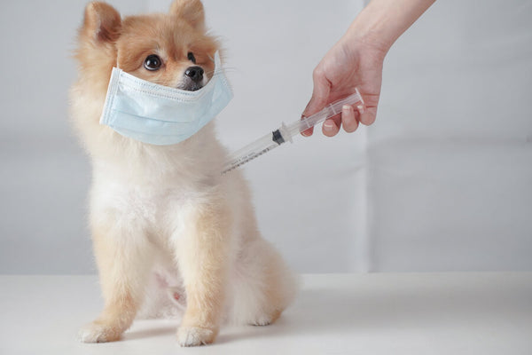 8 Ways to Protect Your Pet (And You) From Zoonotic Diseases