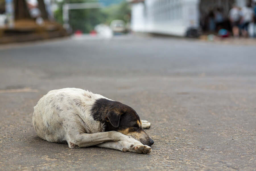How To Protect Your Pets and Yourself From Rabies: A Guide for Respons