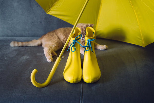 The Cat, The Litter, and The Monsoon: What Every Cat Parent in India Needs to Know