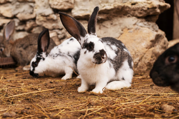 Skin Health in Small Pets: What Every Indian Pet Parent Should Know