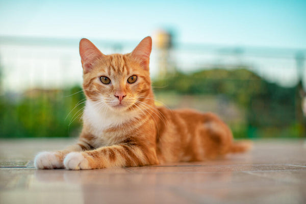 A photo of an orange tabby cat relaxing on a tiled floor in a garden.