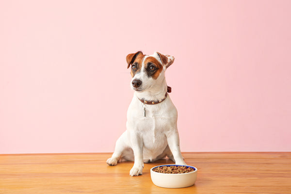 5 Tips To Choose The Best Dog Food
