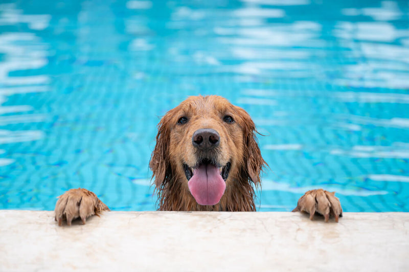 The Benefits of Swimming for Dogs in the Summer