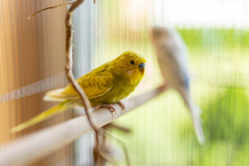 The Benefits of Sunlight for Your Pet Bird in the Summer