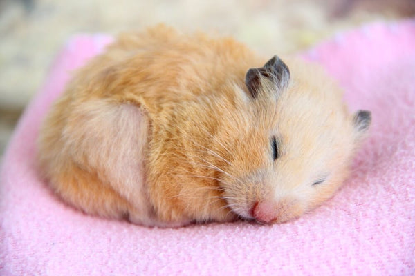Hamster Care in Summer: Keeping Your Furry Friend Safe and Comfortable