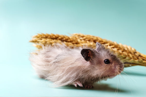 Here’s How to Take Care of a Hamster as a Pet
