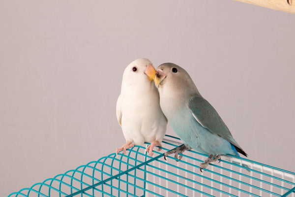 Two Pet Birds for Summer Care for Pet Birds