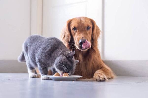 a grey pet cat and brown pet dog savouring their meal