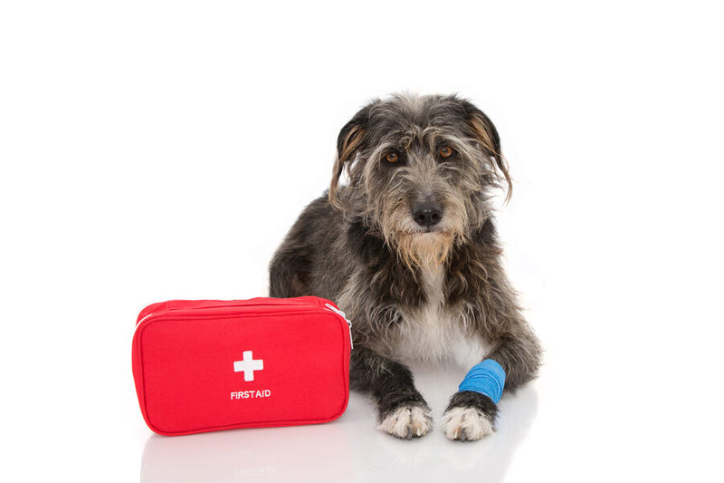 Prepare, Protect, and Care: Creating Your Pet Emergency Kit
