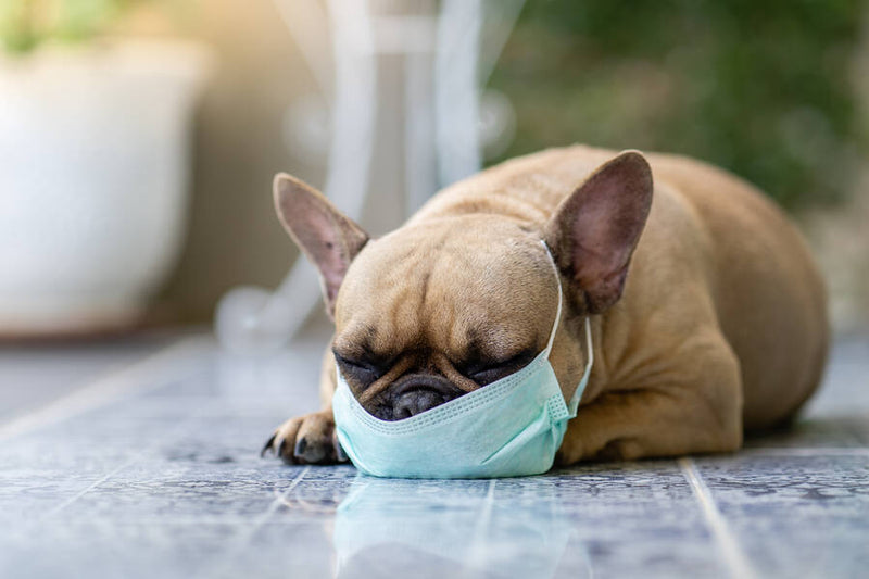 A fawn French Bulldog sleeping on a tiled floor with a light blue mask. The dog is lying on its side with its head on the floor. The background has a white planter and a white table leg. The image is in natural light.